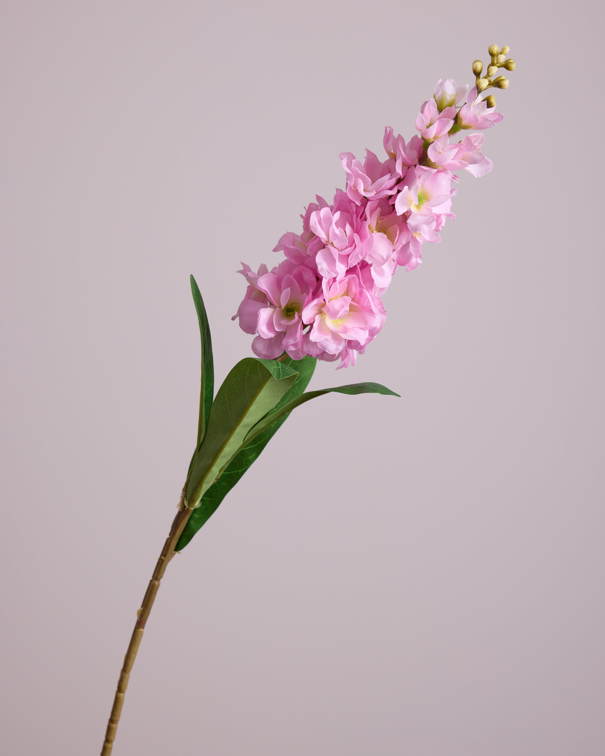 DELPHINIUM IN PINK