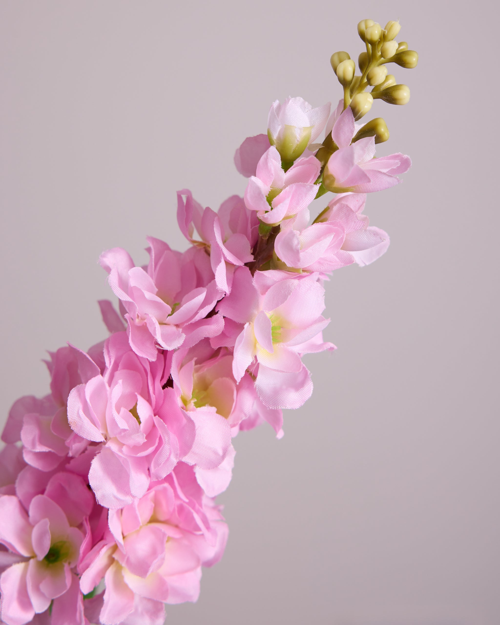 DELPHINIUM IN PINK