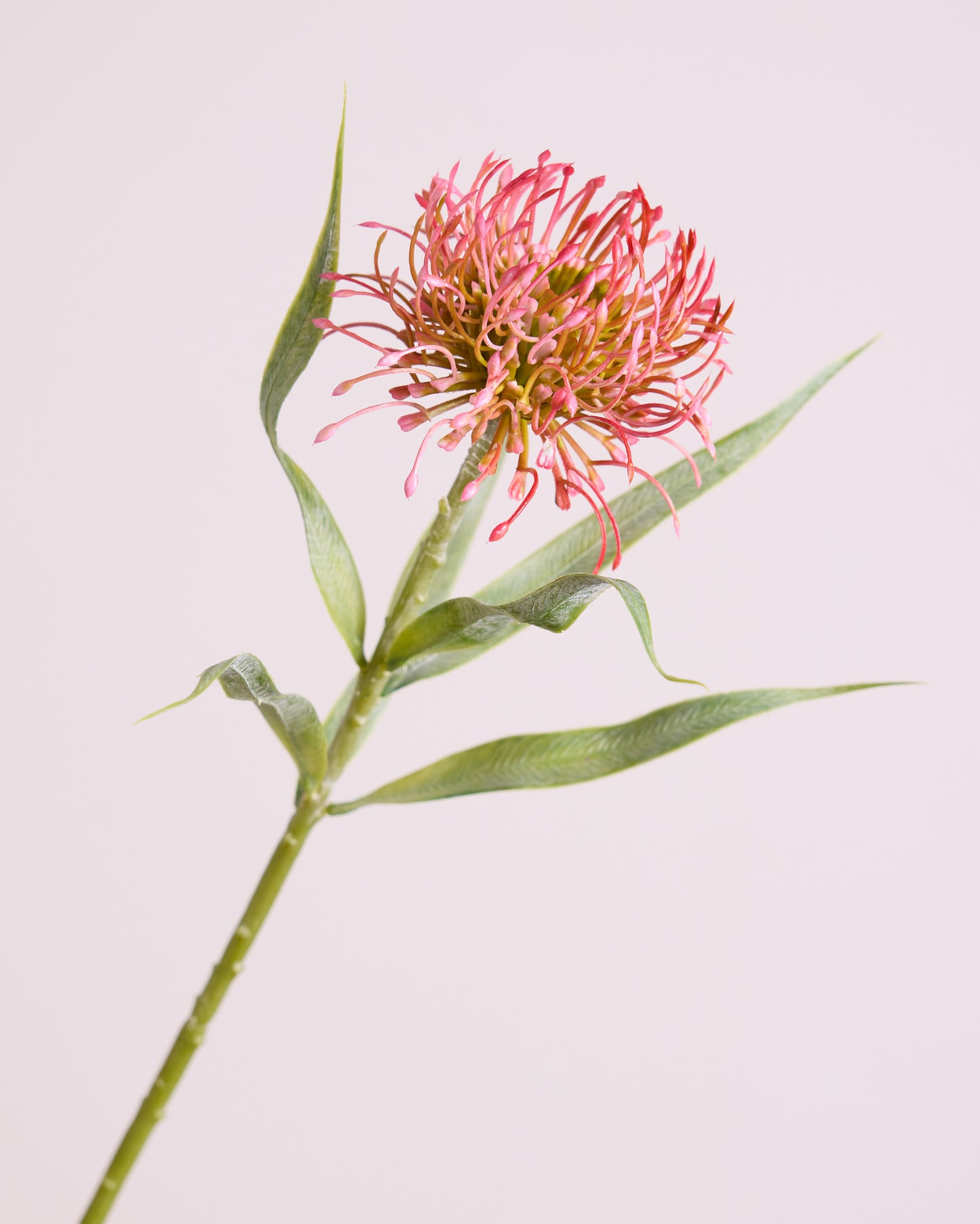 FIRECRACKER PROTEA IN PINK