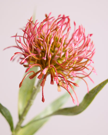 FIRECRACKER PROTEA IN PINK