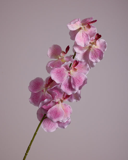 PINK SILK ORCHID