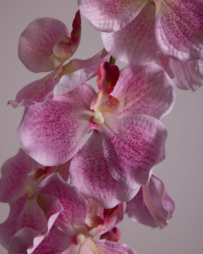 PINK SILK ORCHID