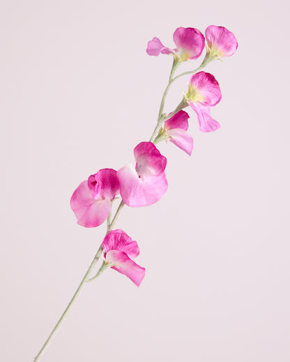 DELICATE SWEETPEA SPRAY IN HOT PINK