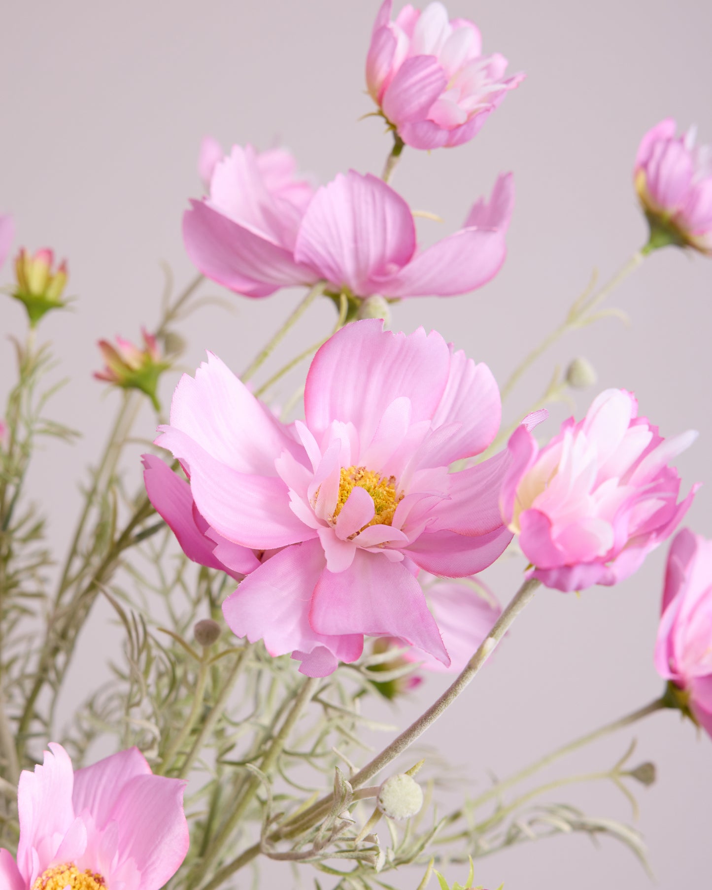 PINK COSMOS
