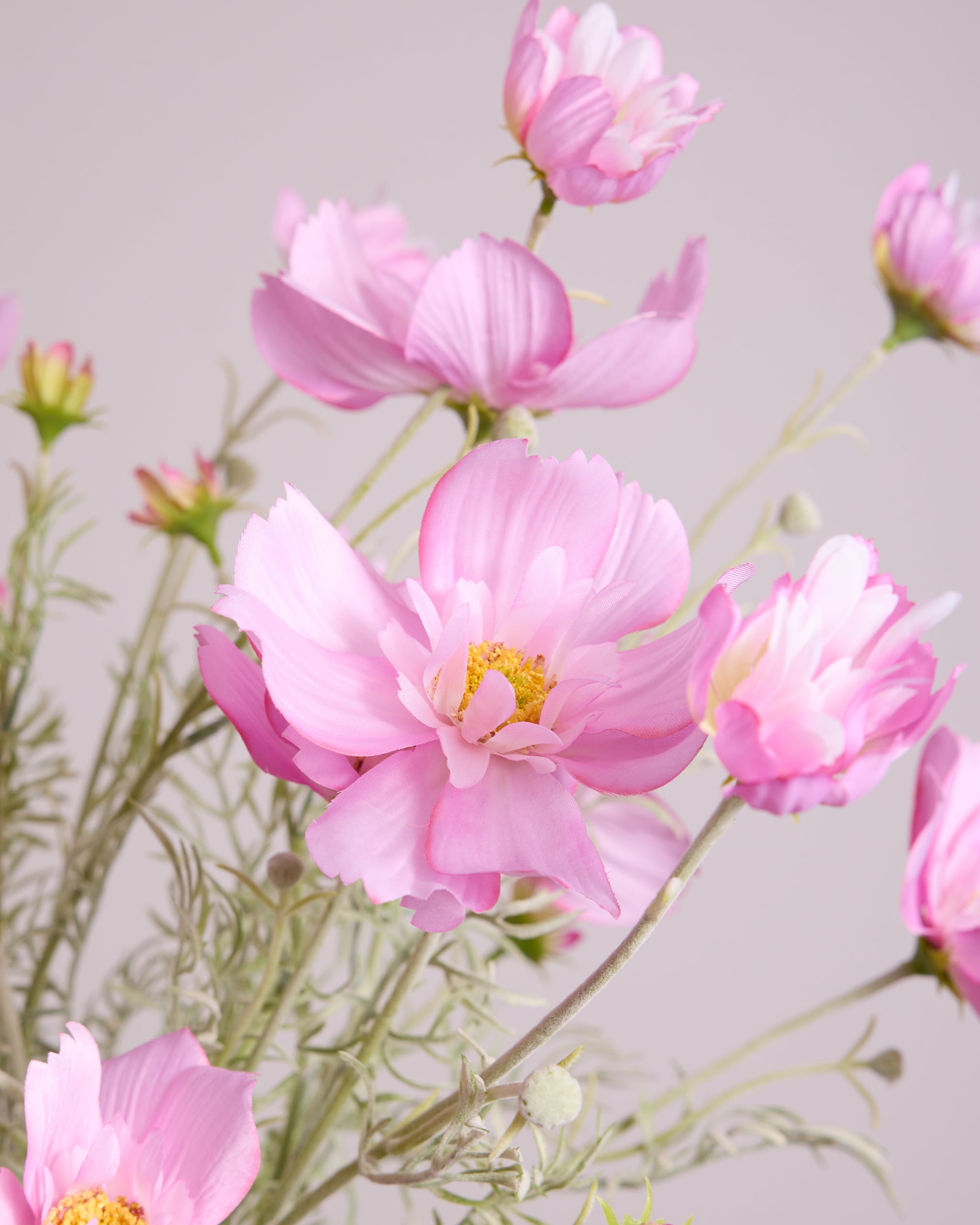 COSMOS IN PINK