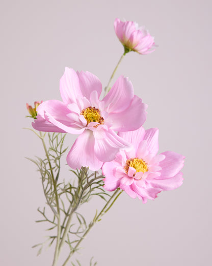 PINK COSMOS