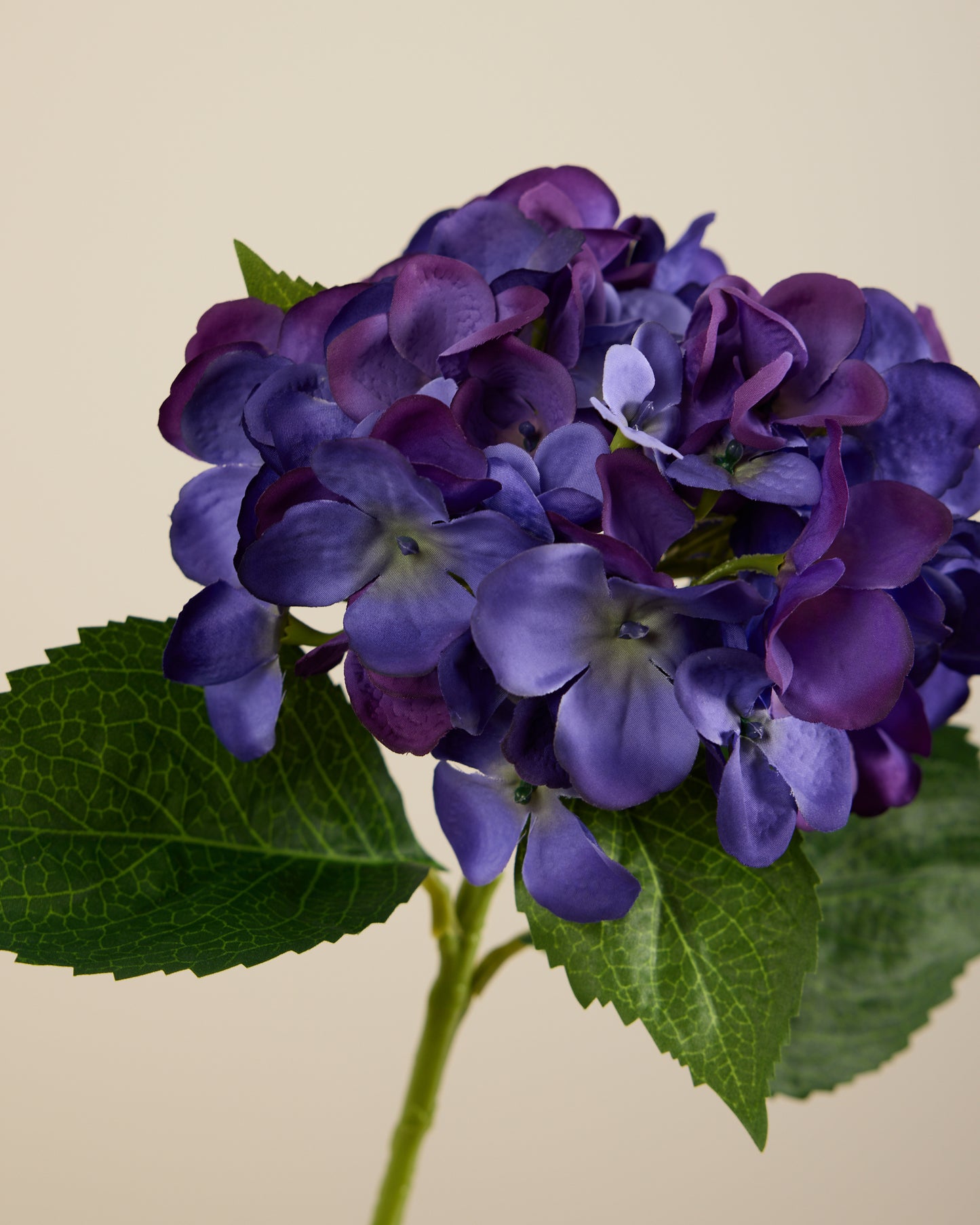 HYDRANGEA IN BLUE/PURPLE
