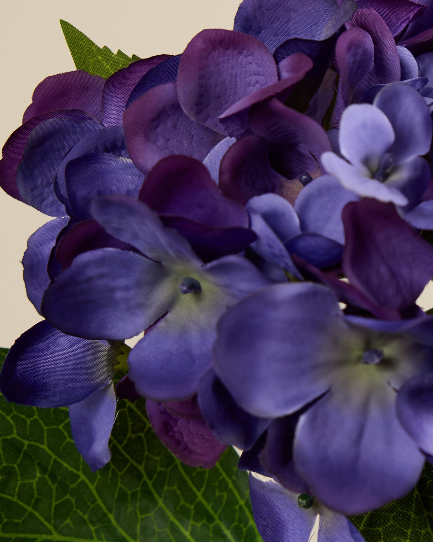 HYDRANGEA IN BLUE/PURPLE