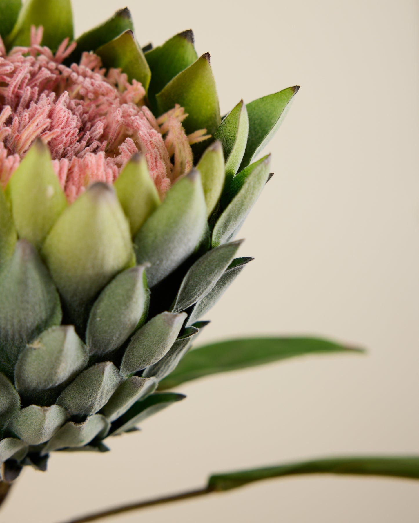 XL PROTEA