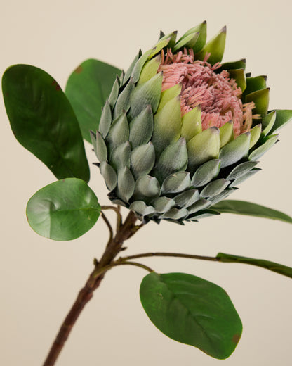 XL PROTEA