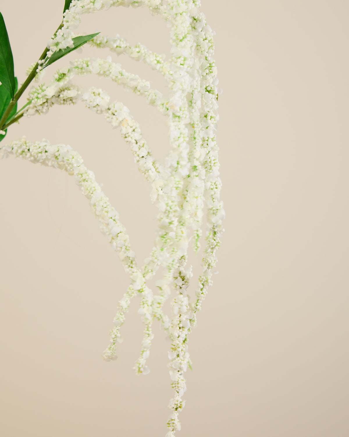 AMARANTHUS IN WHITE