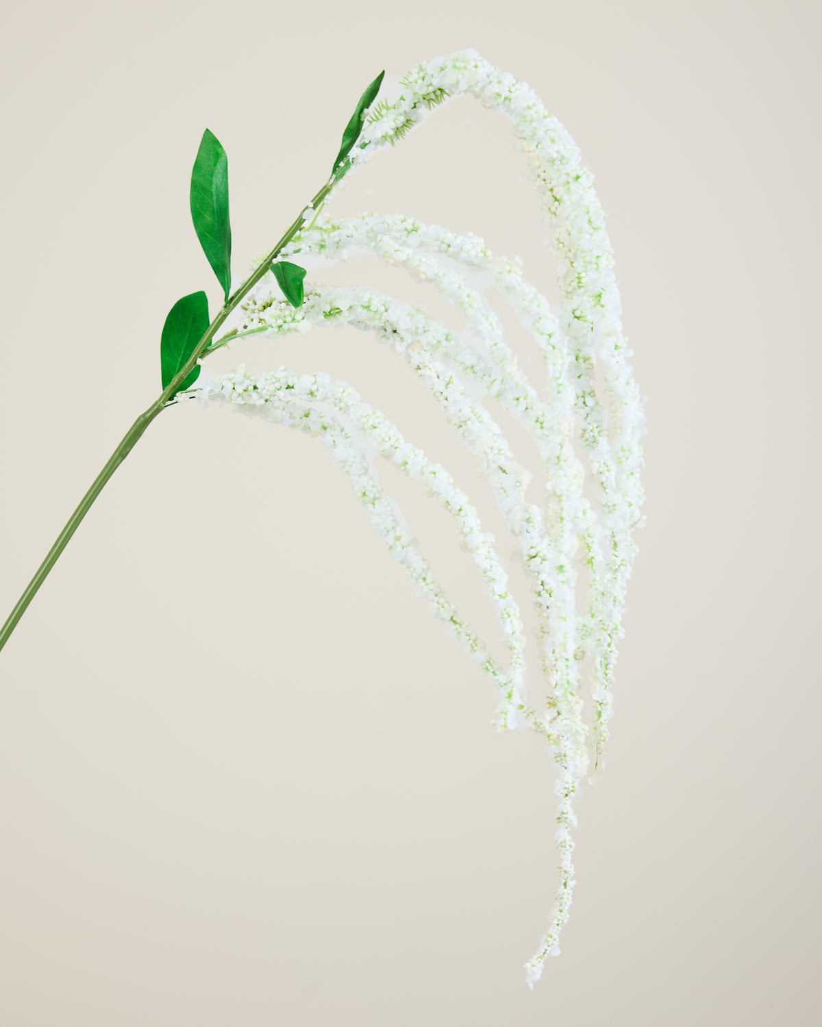 AMARANTHUS IN WHITE