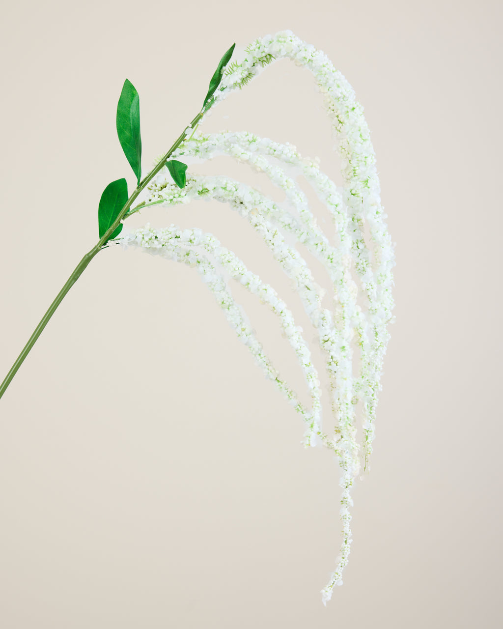 AMARANTHUS IN WHITE