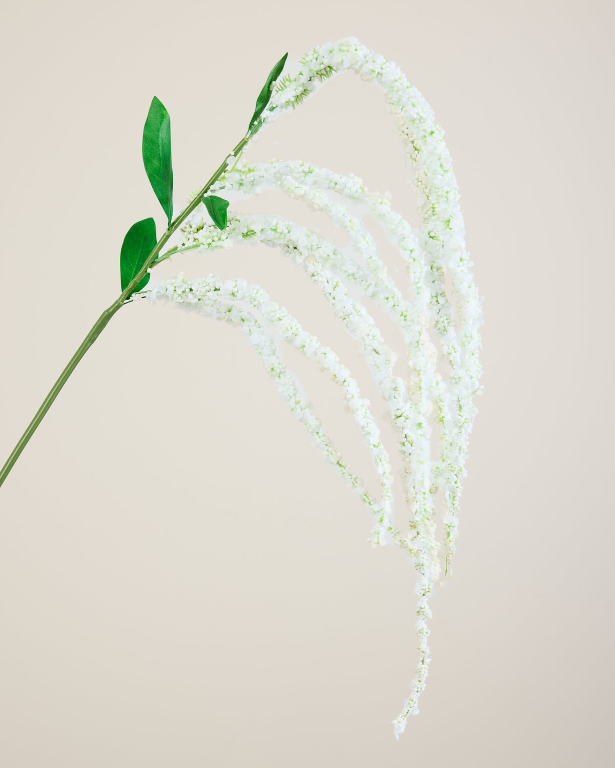 AMARANTHUS IN WHITE