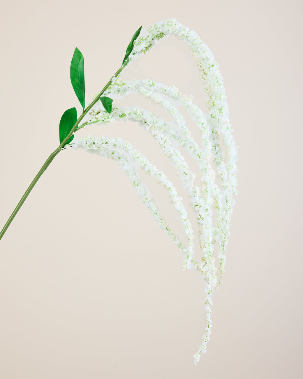 AMARANTHUS IN WHITE