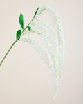 AMARANTHUS IN WHITE