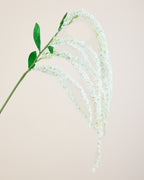 AMARANTHUS IN WHITE