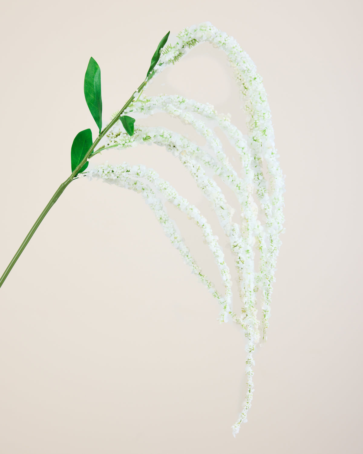 AMARANTHUS IN WHITE