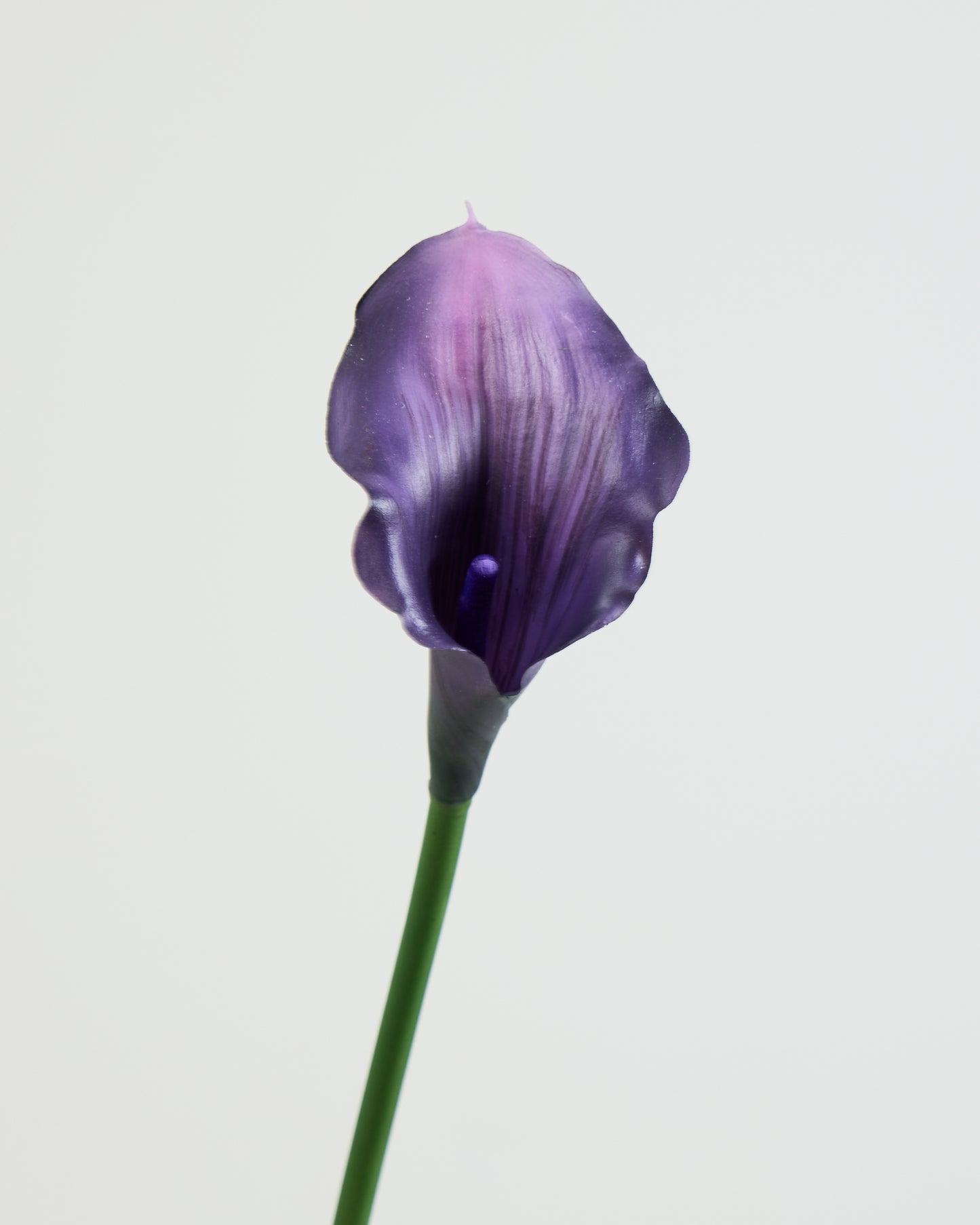 CALLA LILY IN DEEP PURPLE