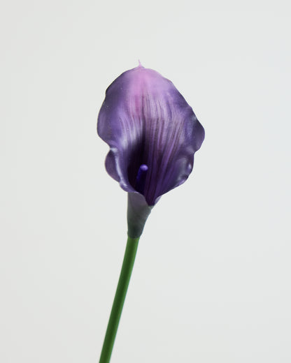 CALLA LILY IN DEEP PURPLE
