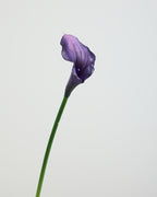 CALLA LILY IN DEEP PURPLE (SMALL)