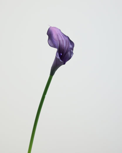 CALLA LILY IN DEEP PURPLE