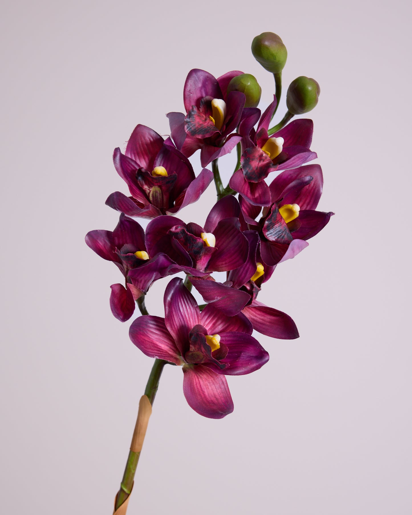 FUSCHIA CYMBIDIUM ORCHID