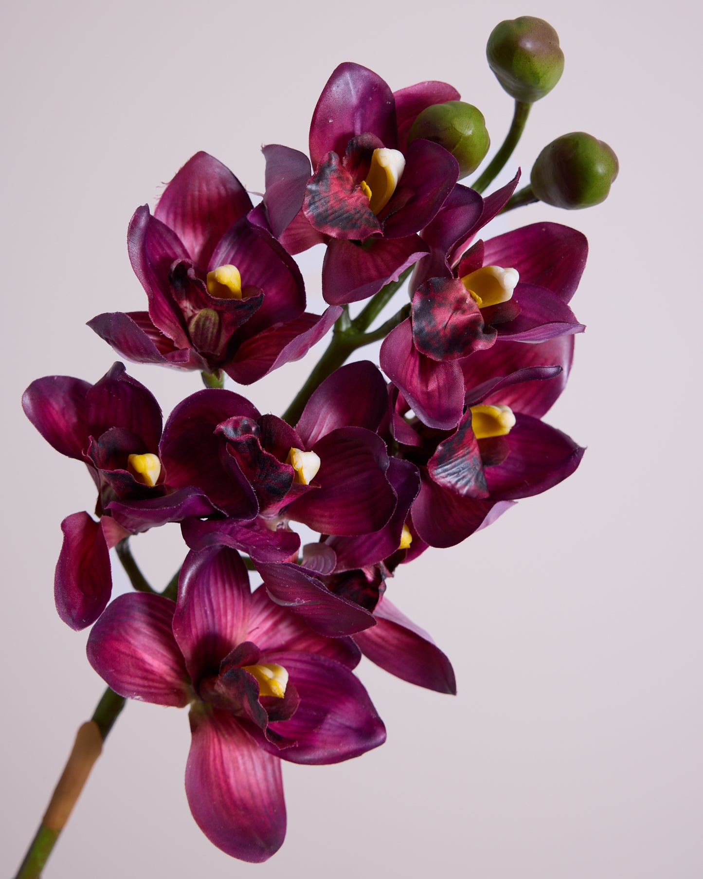 FUSCHIA CYMBIDIUM ORCHID