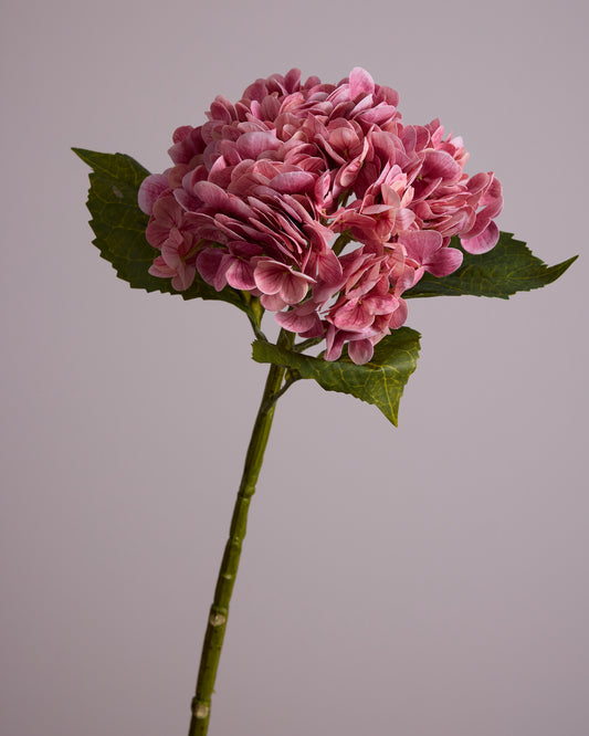 PINK HYDRANGEA