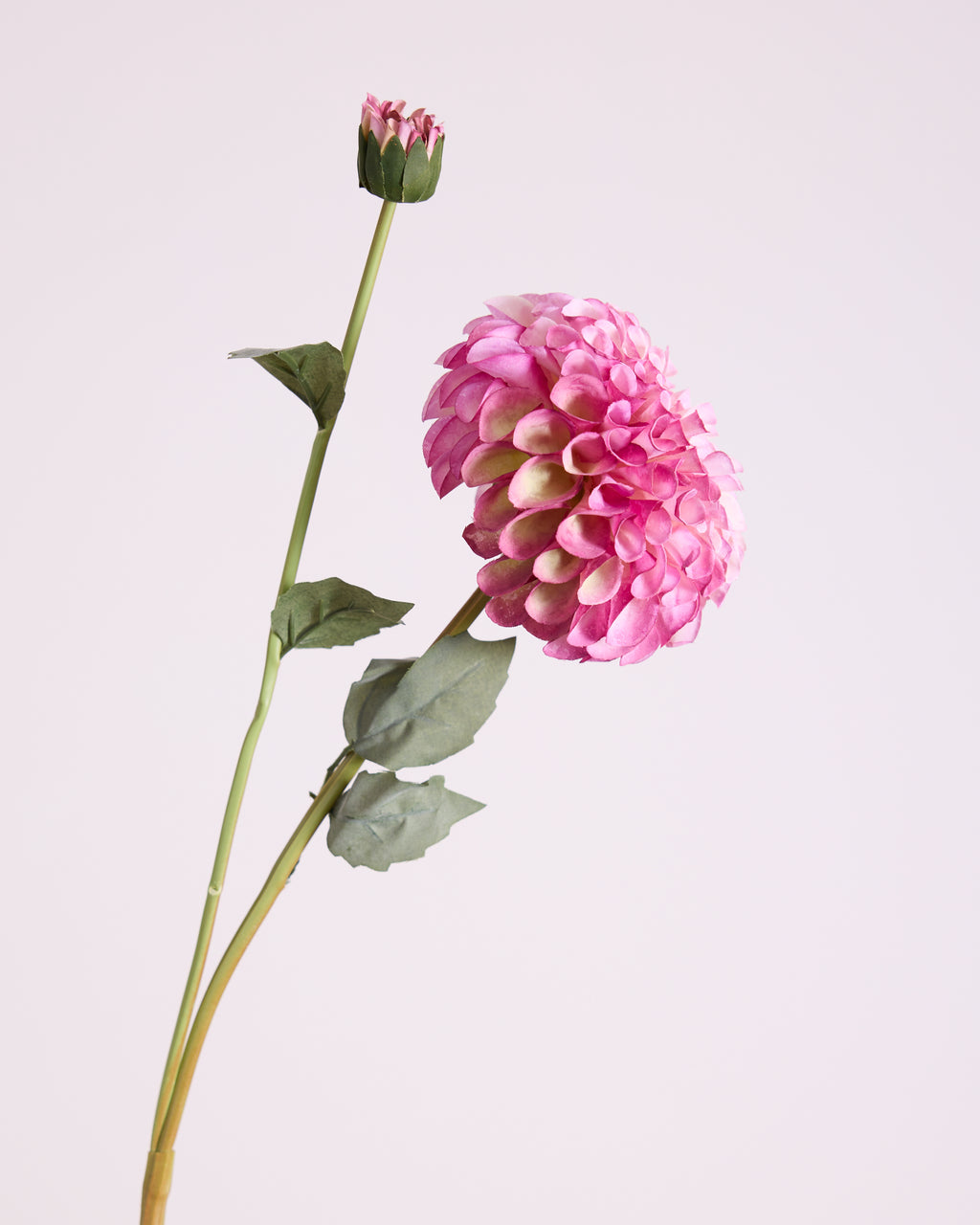 DAHLIA IN PURPLE (XL HEAD)