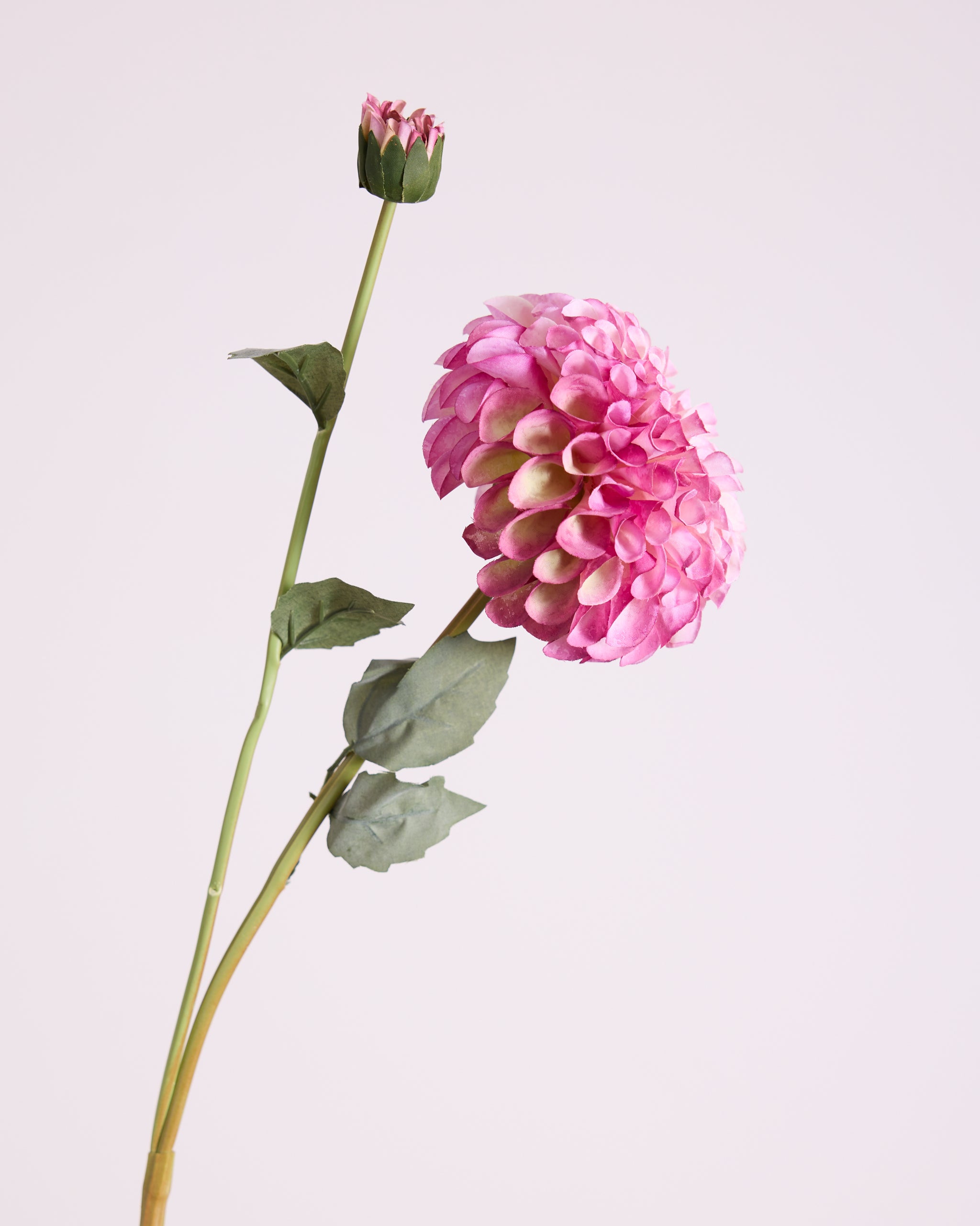 DAHLIA IN PURPLE (XL HEAD)