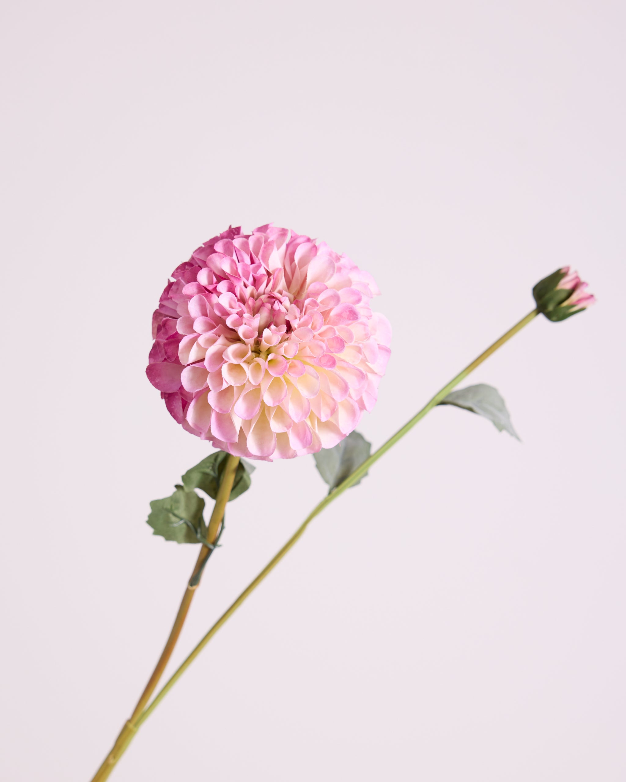 DAHLIA IN PURPLE (XL HEAD)
