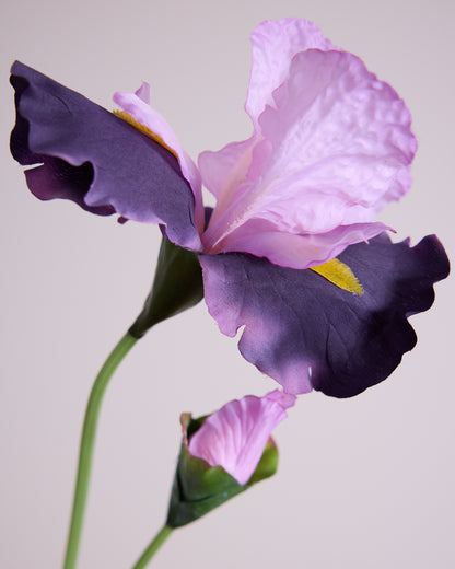 PURPLE IRIS