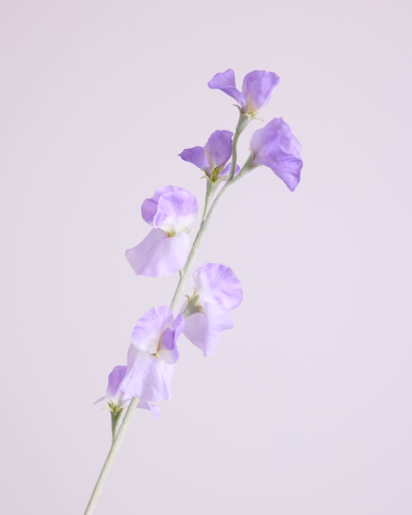DELICATE SWEETPEA SPRAY IN PURPLE