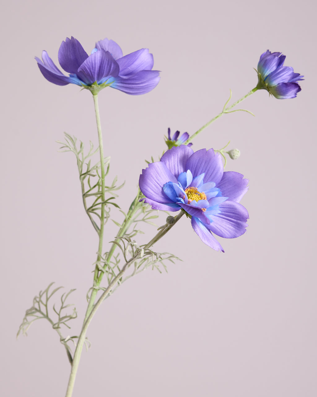COSMOS IN PURPLE AND BLUE
