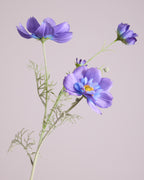 COSMOS IN PURPLE AND BLUE