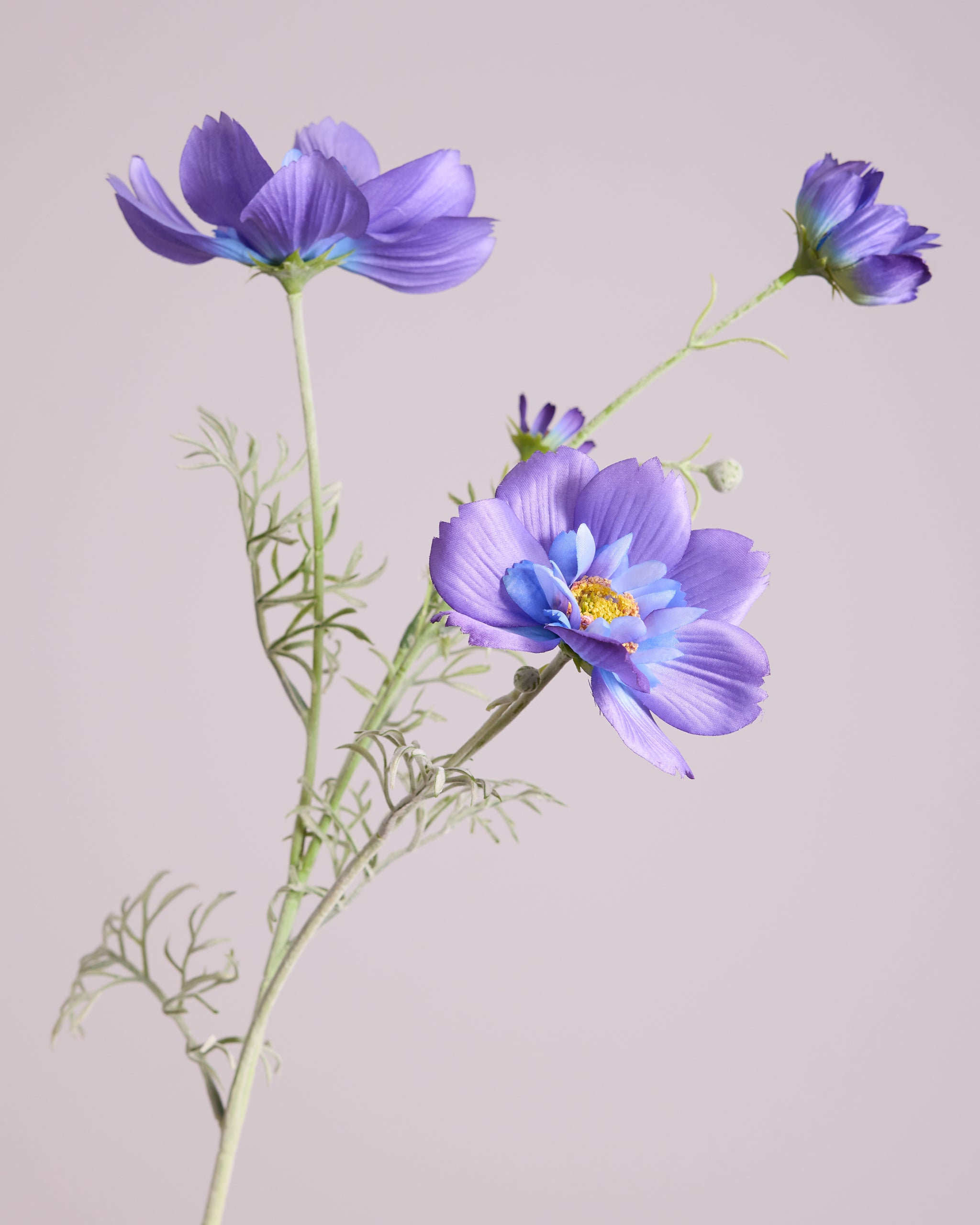 COSMOS IN PURPLE AND BLUE