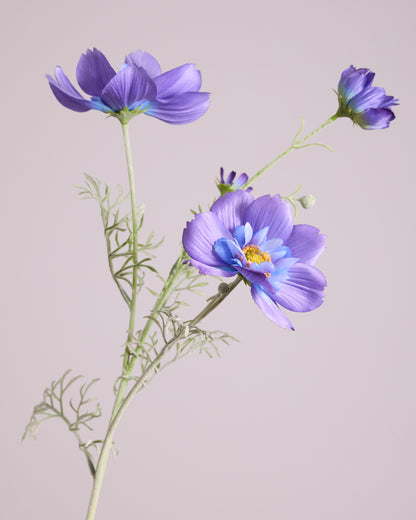 PURPLE AND BLUE COSMOS
