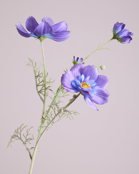PURPLE AND BLUE COSMOS