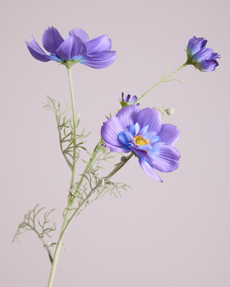 COSMOS IN PURPLE AND BLUE