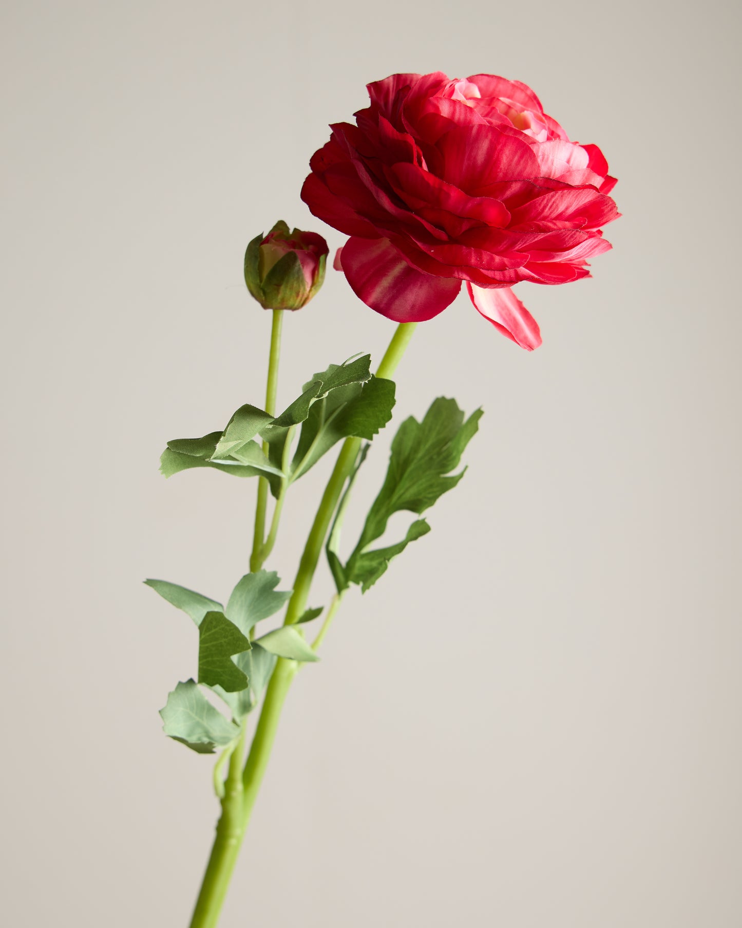 REAL TOUCH RANUNCULUS IN FUSCHIA