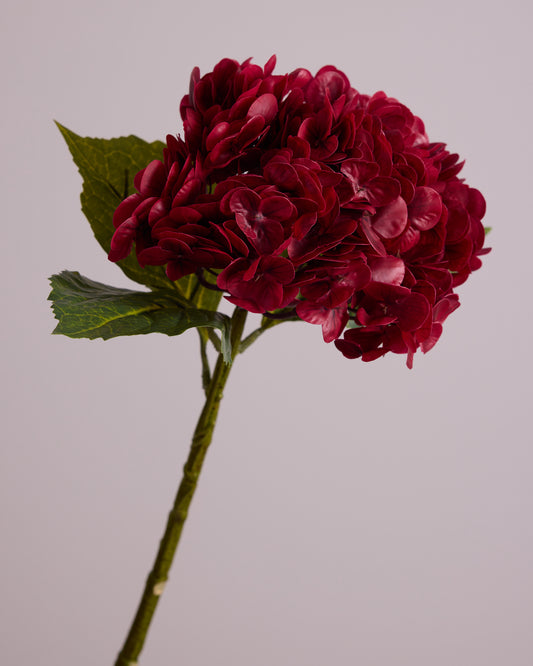 RED HYDRANGEA