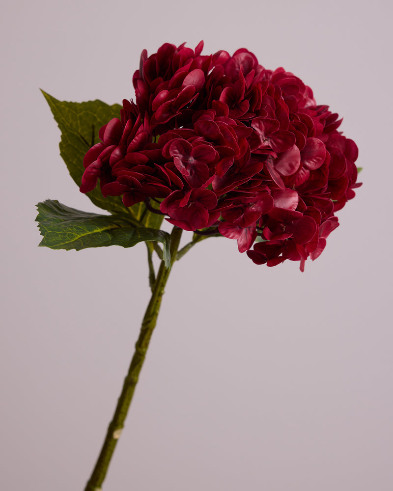 HYDRANGEA IN RED