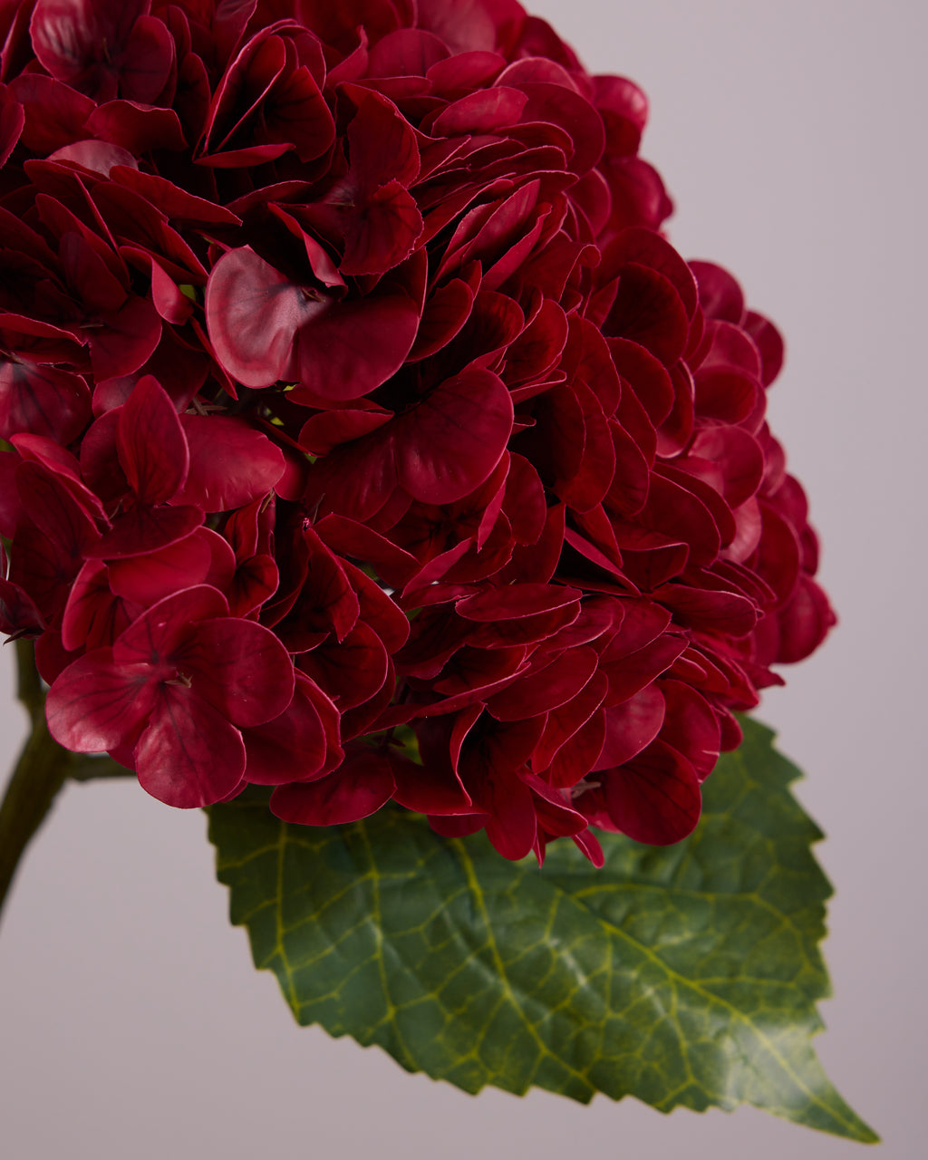 HYDRANGEA IN RED