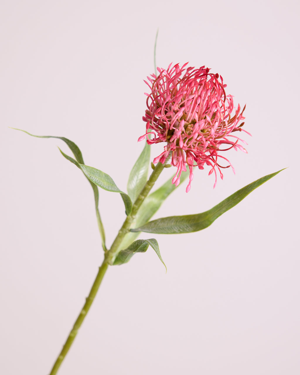 FIRECRACKER PROTEA IN DEEP PINK