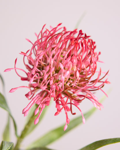 FIRECRACKER PROTEA IN DEEP PINK