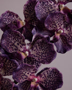 ABSOLUTE LUXURY REAL TOUCH ORCHID IN VARIEGATED PURPLE