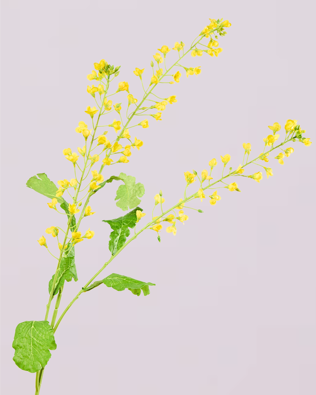 SILK-KA MIMOSA SPRAY