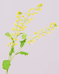 SILK-KA MIMOSA SPRAY
