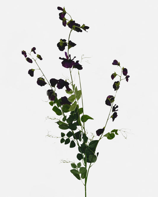 XL SWEET PEA SPRAY DEEP VIOLET